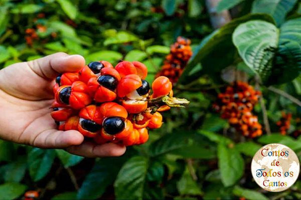 A Lenda do Guaraná: O Fruto Sagrado dos Olhos de uma Criança A Lenda do Guaraná
