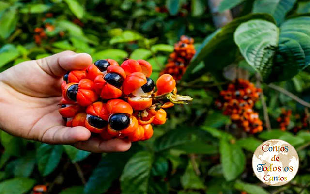 A Lenda do Guaraná